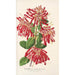 Embothrium coccineum - Charles Antoine Lemaire — artwork view