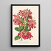 Embothrium coccineum - Charles Antoine Lemaire — framed artwork on a wall