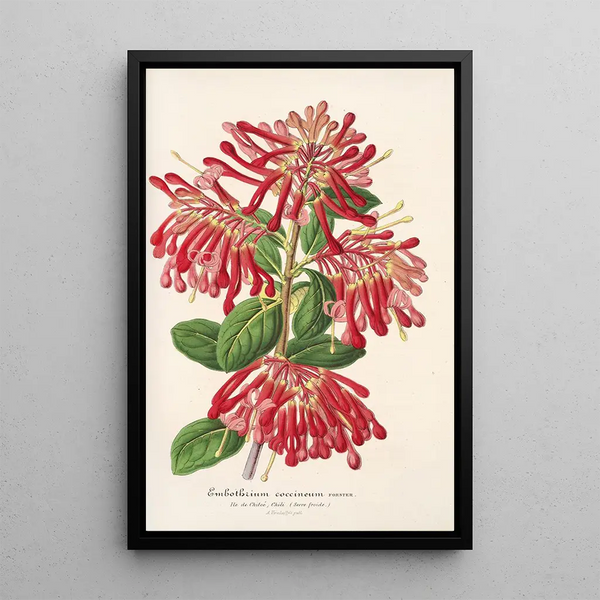 Embothrium coccineum - Charles Antoine Lemaire — framed artwork on a wall