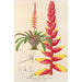 Encholirium corallinum - Charles Antoine Lemaire — artwork view