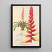 Encholirium corallinum - Charles Antoine Lemaire — framed artwork on a wall