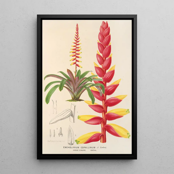 Encholirium corallinum - Charles Antoine Lemaire — framed artwork on a wall