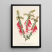 Reproduction of the painting Epacris miniata - Charles Antoine Lemaire
