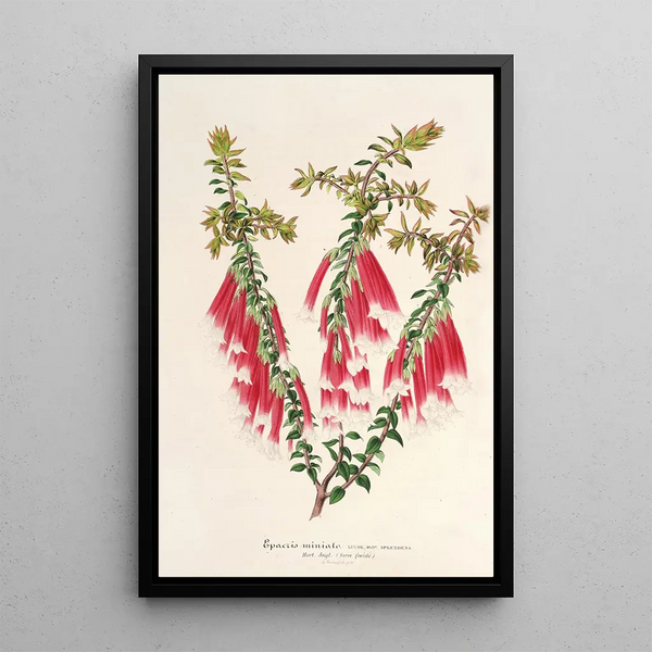 Reproduction of the painting Epacris miniata - Charles Antoine Lemaire