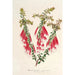 Reproduction of the painting Epacris miniata - Charles Antoine Lemaire