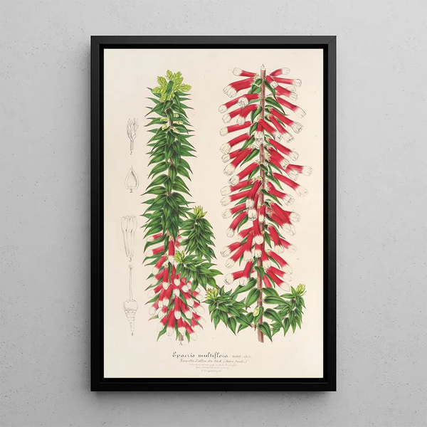 Reproduction of the painting Epacris multiflora - Charles Antoine Lemaire