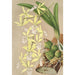 Epidendrum ambiguum - Charles Antoine Lemaire — artwork view