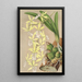 Epidendrum ambiguum - Charles Antoine Lemaire — framed artwork on a wall