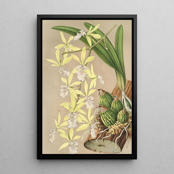 Epidendrum ambiguum - Charles Antoine Lemaire — framed artwork on a wall