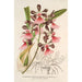 Epidendrum atropurpureum var roseum - Charles Antoine Lemaire — artwork view