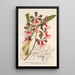 Epidendrum atropurpureum var roseum - Charles Antoine Lemaire — framed artwork on a wall