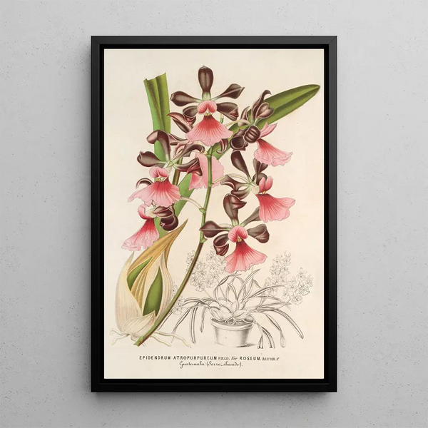 Epidendrum atropurpureum var roseum - Charles Antoine Lemaire — framed artwork on a wall