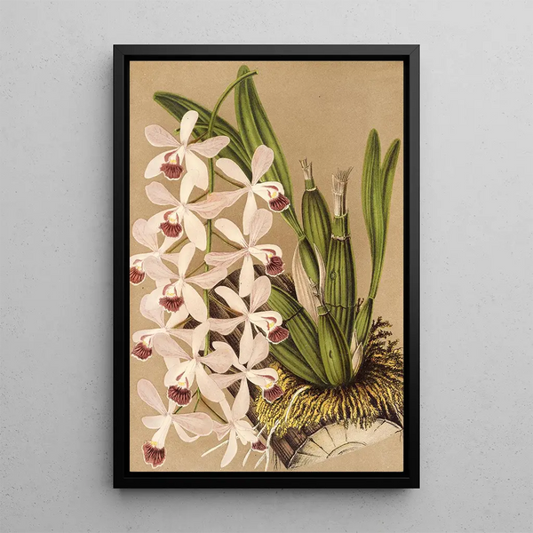 Reproduction of the painting Epidendrum conspicuum - Charles Antoine Lemaire