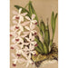 Reproduction of the painting Epidendrum conspicuum - Charles Antoine Lemaire