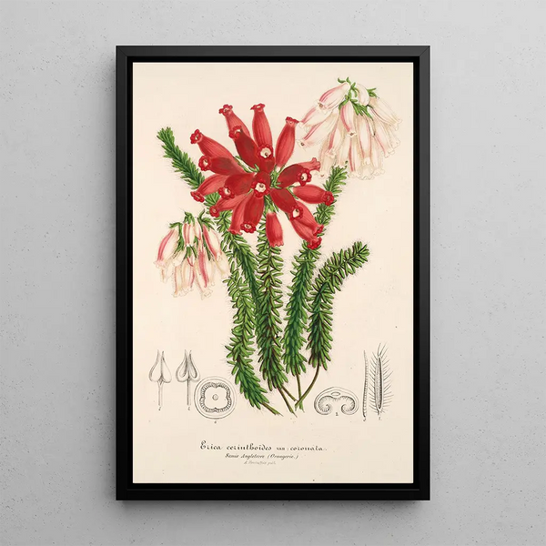 Reproduction of the painting Erica cerinthoides - Charles Antoine Lemaire