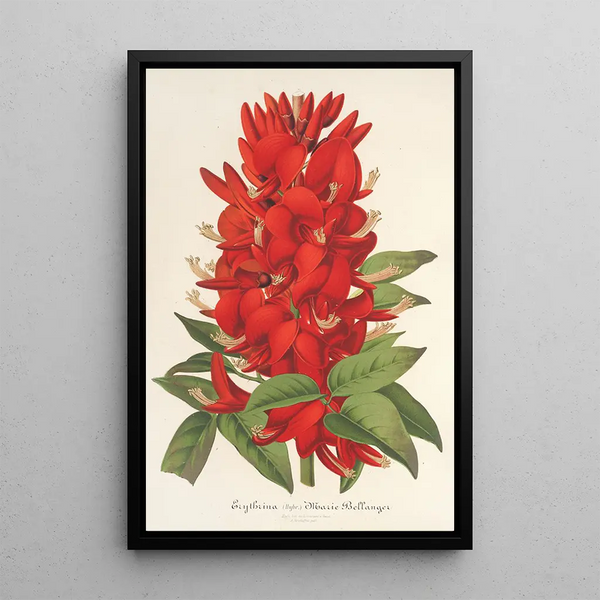 Reproduction of the painting Erythrina hybrida Marie Bellanger - Charles Antoine Lemaire