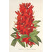 Reproduction of the painting Erythrina hybrida Marie Bellanger - Charles Antoine Lemaire