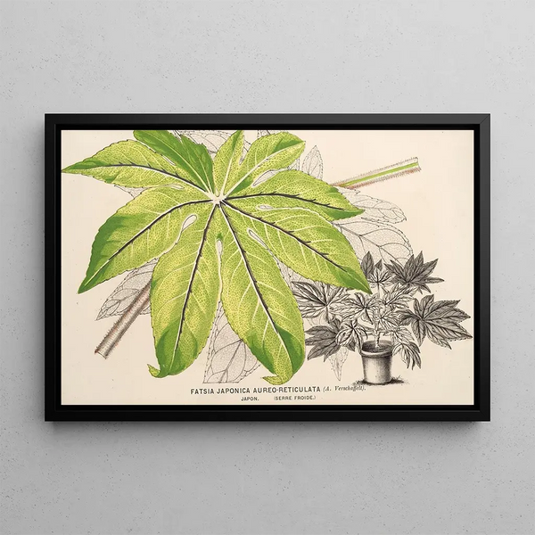 Fatsia japonica aureoreticulata - Charles Antoine Lemaire — framed artwork on a wall