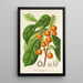 Reproduction of the painting Ficus cerasiformis - Charles Antoine Lemaire