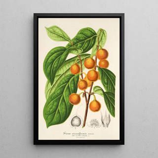 Reproduction of the painting Ficus cerasiformis - Charles Antoine Lemaire