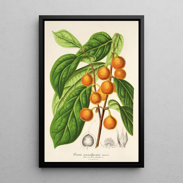 Reproduction of the painting Ficus cerasiformis - Charles Antoine Lemaire
