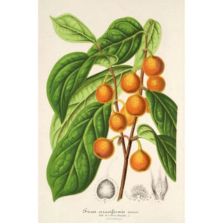 Reproduction of the painting Ficus cerasiformis - Charles Antoine Lemaire