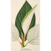 Ficus dealbata - Charles Antoine Lemaire — artwork view