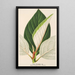 Ficus dealbata - Charles Antoine Lemaire — framed artwork on a wall