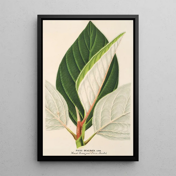 Ficus dealbata - Charles Antoine Lemaire — framed artwork on a wall