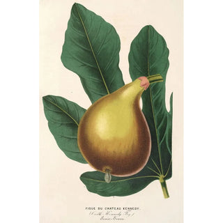 Reproduction of the painting Fig Tree of Château Kennedy - Charles Antoine Lemaire