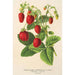 Strawberry Perpetual Double - Charles Antoine Lemaire — artwork view