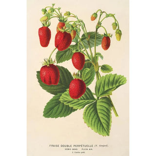 Strawberry Perpetual Double - Charles Antoine Lemaire — artwork view