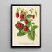Strawberry Perpetual Double - Charles Antoine Lemaire — framed artwork on a wall
