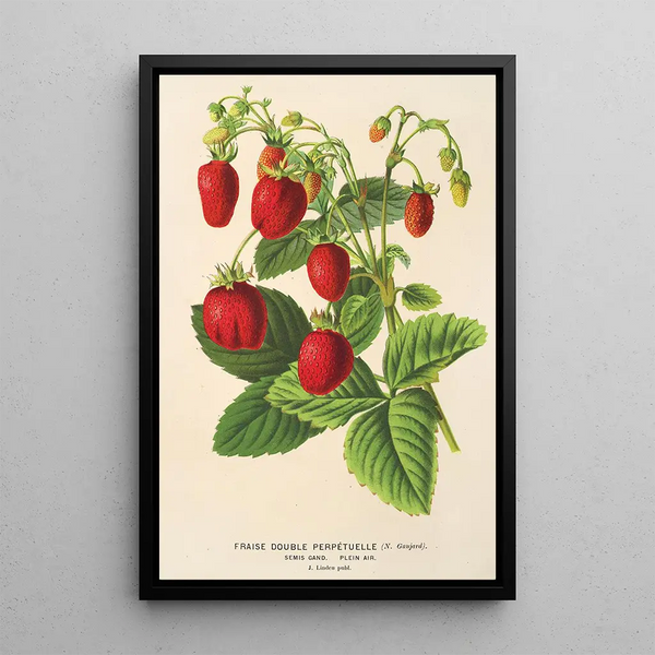 Strawberry Perpetual Double - Charles Antoine Lemaire — framed artwork on a wall