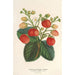 Strawberry perpetual table Ananas - Charles Antoine Lemaire — artwork view