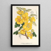 Reproduction of the painting Fremontia californica - Charles Antoine Lemaire