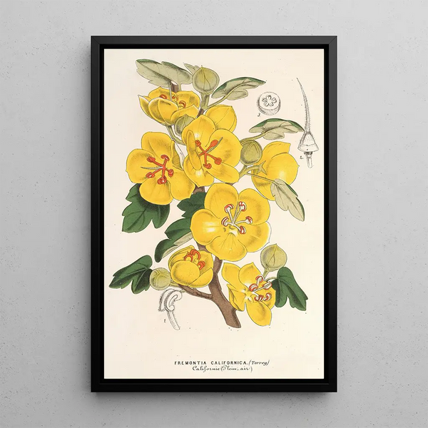 Reproduction of the painting Fremontia californica - Charles Antoine Lemaire
