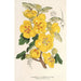 Reproduction of the painting Fremontia californica - Charles Antoine Lemaire