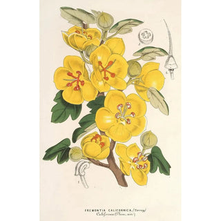 Reproduction of the painting Fremontia californica - Charles Antoine Lemaire