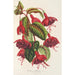 Fuchsia Solferino - Charles Antoine Lemaire — artwork view