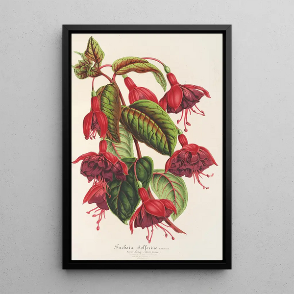 Fuchsia Solferino - Charles Antoine Lemaire — framed artwork on a wall