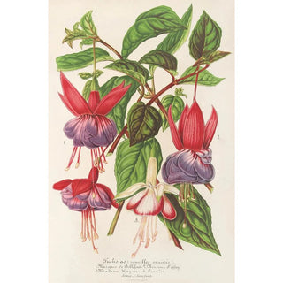 Fuchsia nouvelles variétés de - Charles Antoine Lemaire — artwork view