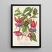 Fuchsia nouvelles variétés de - Charles Antoine Lemaire — framed artwork on a wall
