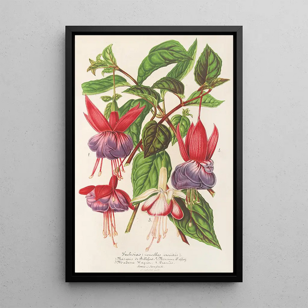Fuchsia nouvelles variétés de - Charles Antoine Lemaire — framed artwork on a wall