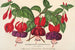 Fuchsia horticultural varieties - Charles Antoine Lemaire — artwork view