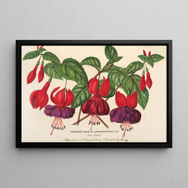 Fuchsia horticultural varieties - Charles Antoine Lemaire — framed artwork on a wall