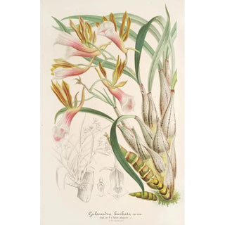 Galeandra barbata - Charles Antoine Lemaire — artwork view