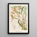 Galeandra barbata - Charles Antoine Lemaire — framed artwork on a wall