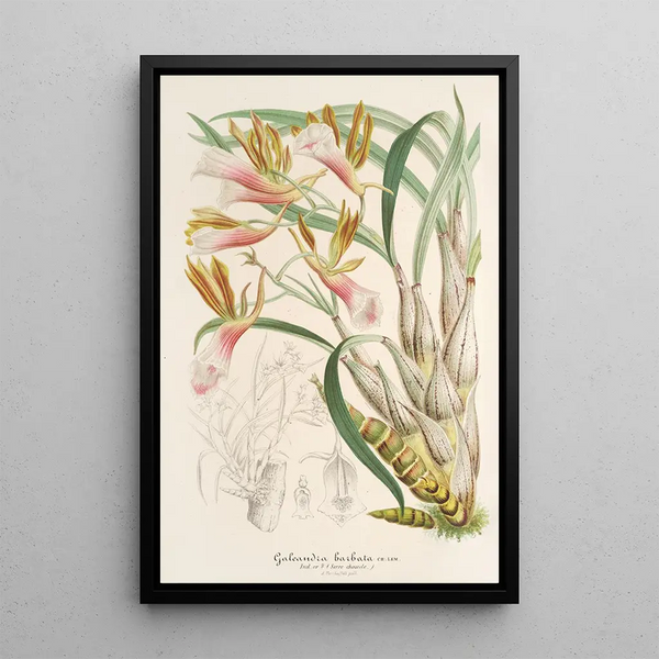Galeandra barbata - Charles Antoine Lemaire — framed artwork on a wall