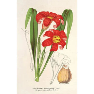 Reproduction of the painting Gastronema sanguineum - Charles Antoine Lemaire